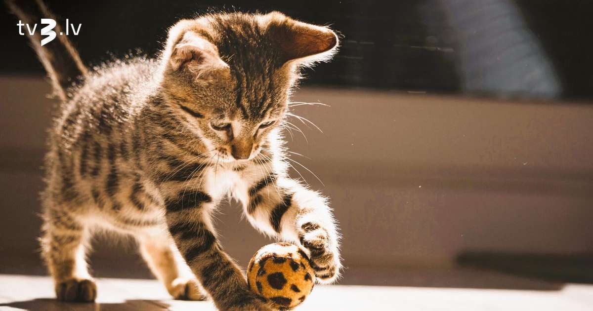 Vēžiem labs laiks uzsākt ko jaunu, Strēlniekus pārņems aizrautība – 31. janvāra horoskops