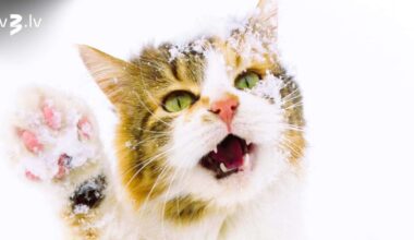 Lauvām risks sabojāt reputāciju, Strēlnieki būs emocionāli viegli traumējami – 29. janvāra horoskops