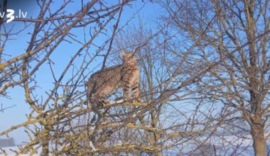 Sinoptiķi izplata brīdinājumu par bargu salu - tv3.lv