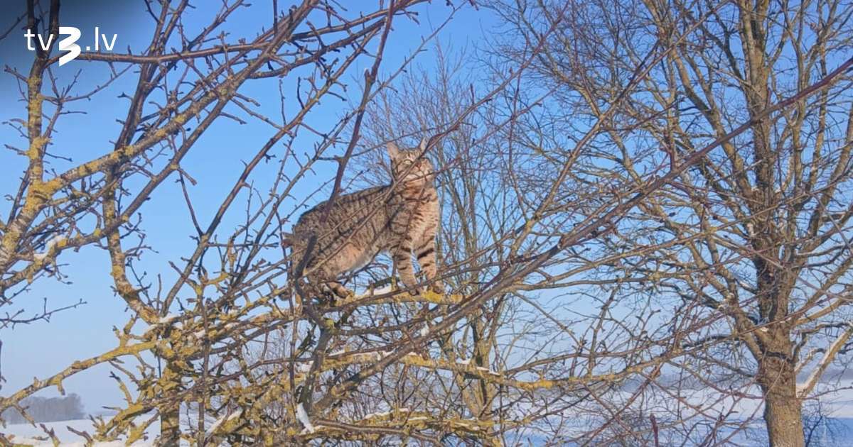 Sinoptiķi izplata brīdinājumu par bargu salu - tv3.lv