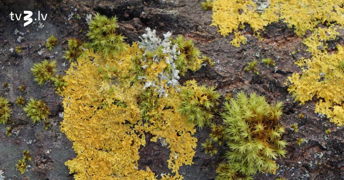 Par 2026. gada ķērpi izraudzīts bieži sastopams “pilsētnieks” – dzeltenais sienasķērpis