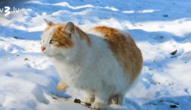 Dvīņiem jākoncentrējas uz praktisko, Zivīm labi padosies sadarbības – 25. janvāra horoskops - tv3.lv