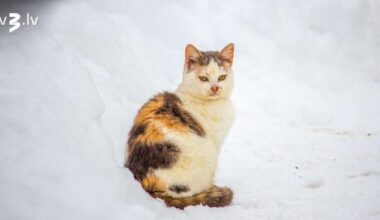 Auniem vēlams izvairīties no ballītēm, Jaunavām jāuzmanās naudas lietās – 17. janvāra horoskops - tv3.lv