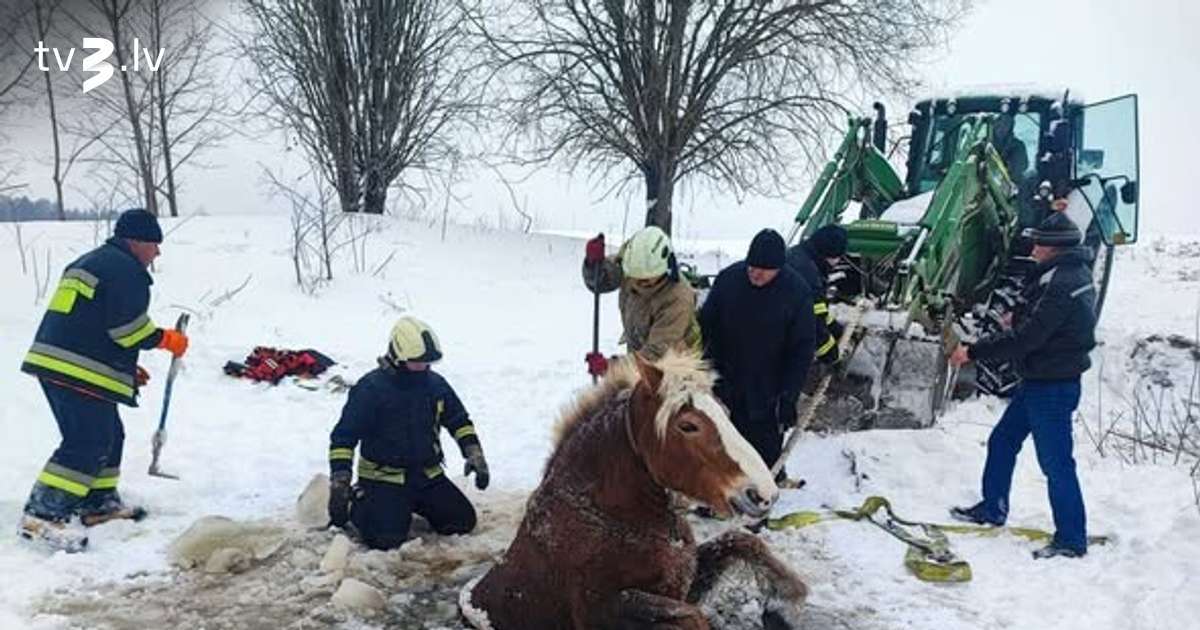 Ledainā slazdā: ugunsdzēsēji Lietuvā izglābj ezerā iekritušu zirgu