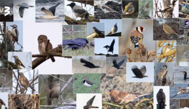 Baltijas putnu vērošanas pasākums “Gada īsākā diena 2025” noslēdzies ar 4714 savvaļas putnu novērojumiem