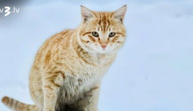 Vēršiem jāizvairās teikt pēdējo vārdu, Zivīm spēks būs neprognozējamībā – 14. janvāra horoskops