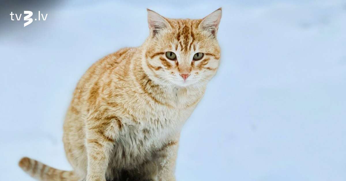 Vēršiem jāizvairās teikt pēdējo vārdu, Zivīm spēks būs neprognozējamībā – 14. janvāra horoskops