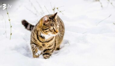 Vēžiem jāpalaiž groži vaļīgāk, Lauvas var apreibināt sasniegumi – 20. janvāra horoskops