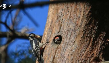 LDF par 2026. gada dzīvotni iecēlis koka dobumu 