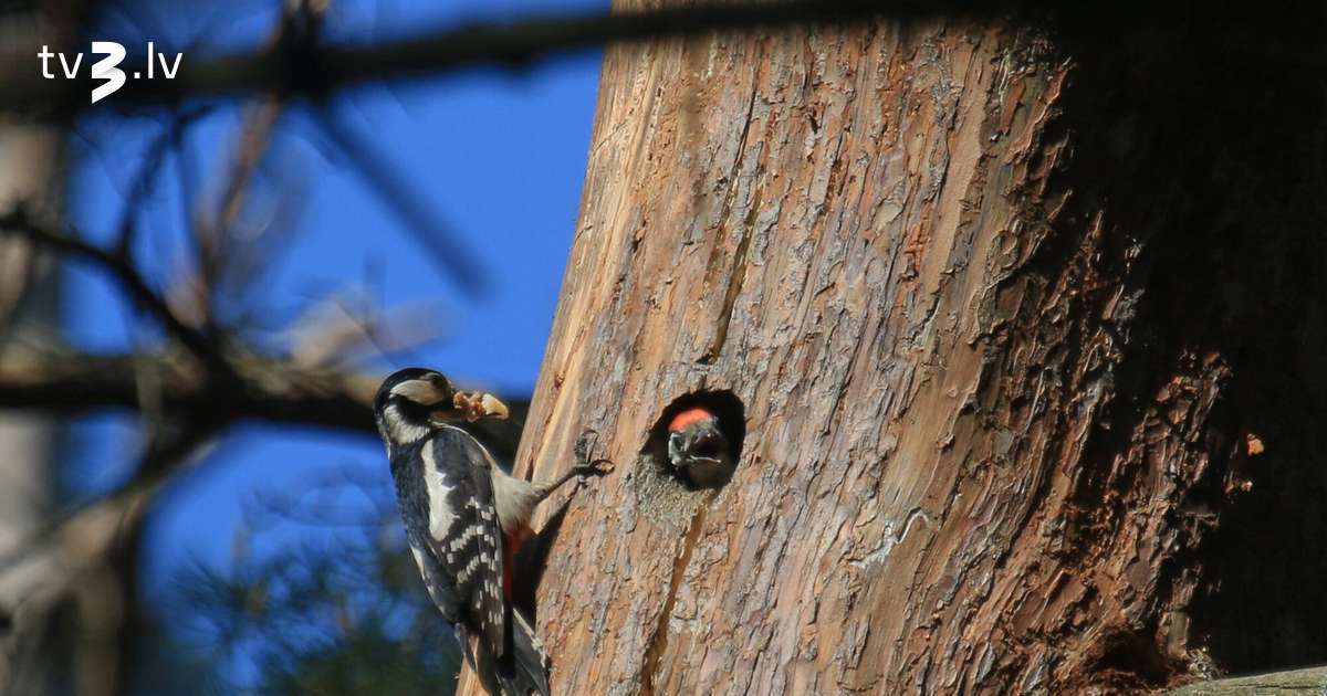 LDF par 2026. gada dzīvotni iecēlis koka dobumu 