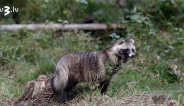 No Amerikas jenota līdz Kanādas zeltgalvītei – Latvija rekordaugsta invazīvo sugu klātbūtne