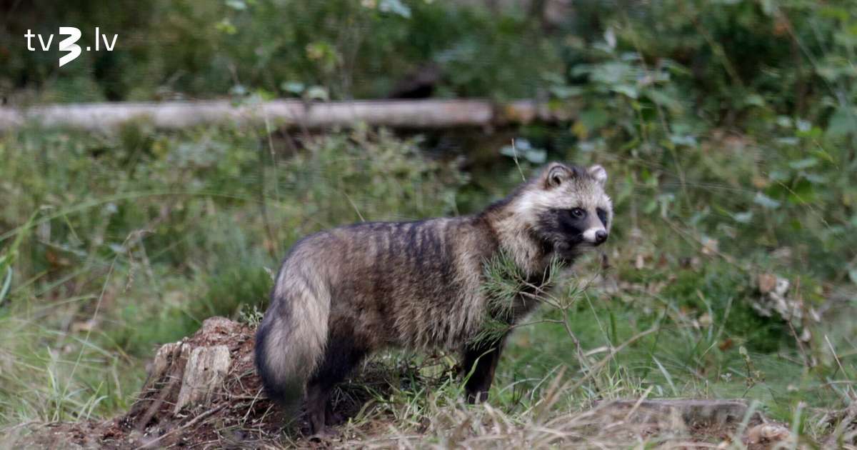No Amerikas jenota līdz Kanādas zeltgalvītei – Latvija rekordaugsta invazīvo sugu klātbūtne