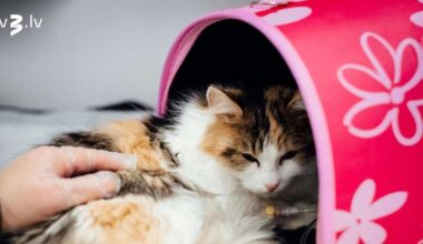 Biedrība “9 dzīvības” skaidro, kāpēc katram kaķītim jābūt savai pārvadājamajai somai