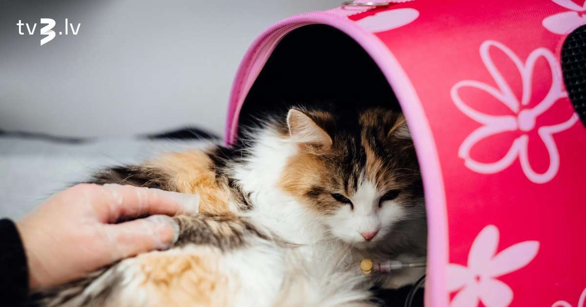Biedrība “9 dzīvības” skaidro, kāpēc katram kaķītim jābūt savai pārvadājamajai somai
