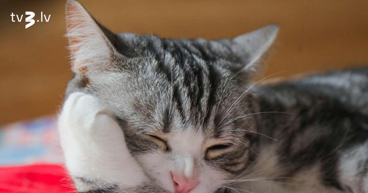 Svariem jāapvieno praktiskums un baudkāre, Zivīm jāsapucējas – 26. janvāra horoskops - tv3.lv