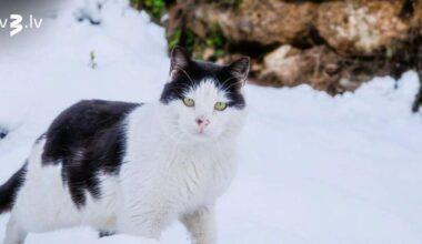Vēršiem atrisināsies naudas lietas, Vēžiem jātur acis uz kātiņiem – 16. janvāra horoskops