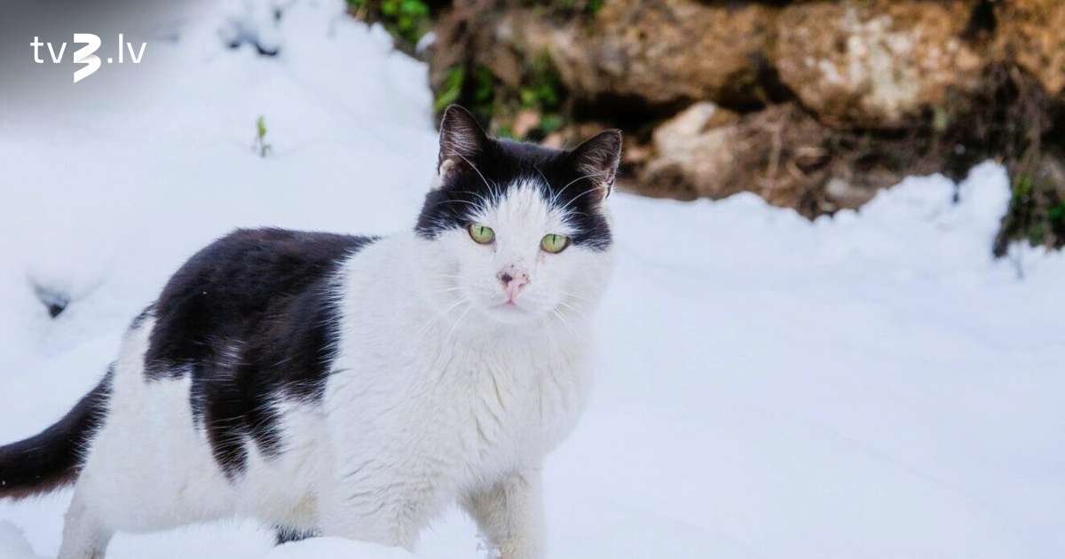 Vēršiem atrisināsies naudas lietas, Vēžiem jātur acis uz kātiņiem – 16. janvāra horoskops