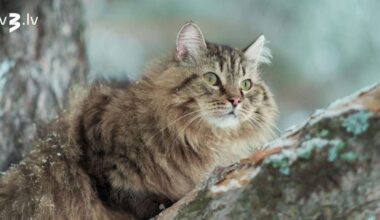 Dvīņiem jāliek lietā intuīciju, Vēžiem nevajag steidzināt laiku – 2. janvāra horoskops