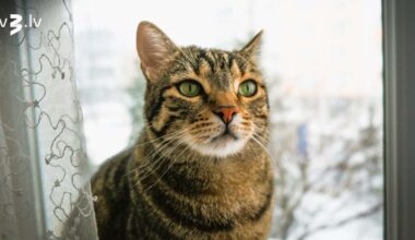 Vēži var atļauties būt kategoriski, Ūdensvīriem intensīvu enerģiju pārpilna diena – 11. janvāra horoskops