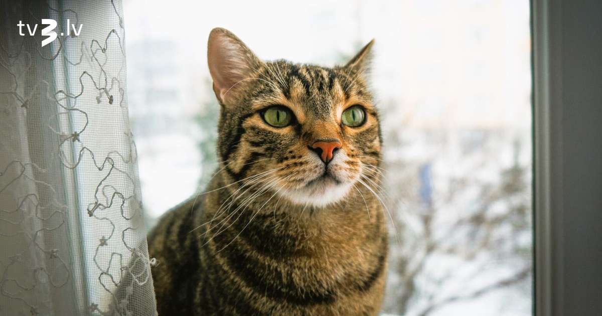 Vēži var atļauties būt kategoriski, Ūdensvīriem intensīvu enerģiju pārpilna diena – 11. janvāra horoskops