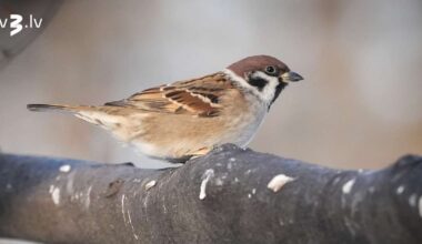 Sinoptiķi brīdina – Latvijai tuvojas stiprs sals