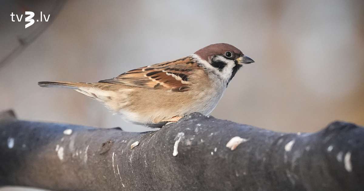 Sinoptiķi brīdina – Latvijai tuvojas stiprs sals