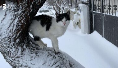 Jaunavas raustīs pretrunīgas emocijas, Skorpioni meklēs pozitīvas emocijas – 12. janvāra horoskops