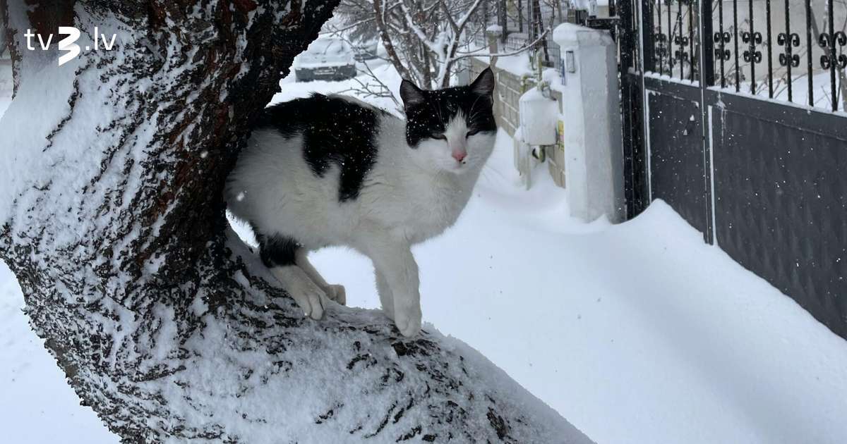 Jaunavas raustīs pretrunīgas emocijas, Skorpioni meklēs pozitīvas emocijas – 12. janvāra horoskops