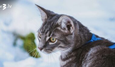 Lauvas nodarbinās sirds lietas, Vēžiem svārstīgs garastāvoklis – 27. janvāra horoskops