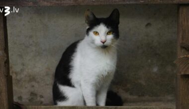 Dvīņiem jāsaglabā diplomātija, Svariem jābeidz ignorēt psiholoģiskās problēmas – 19. janvāra horoskops