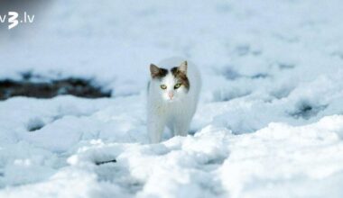 Auni var iekulties pratināšanas krustugunīs, Zivīm piemērota diena sirdslietām – 15. janvāra horoskops - tv3.lv