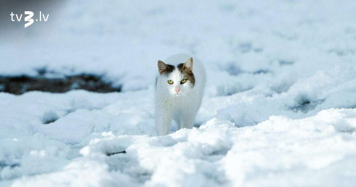 Auni var iekulties pratināšanas krustugunīs, Zivīm piemērota diena sirdslietām – 15. janvāra horoskops - tv3.lv