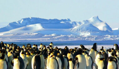 vakances un nosacījumi 2026. gadam