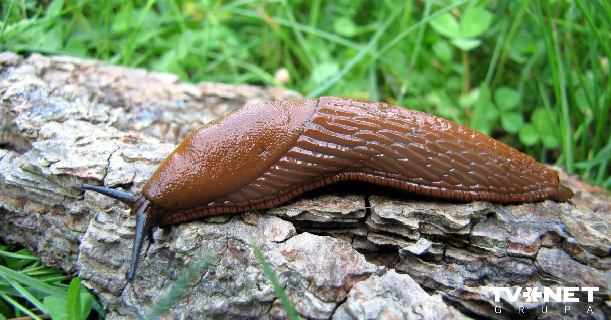 VIDEO ⟩ Bargais spelgonis kailgliemežus neizsaldēs - TVNET