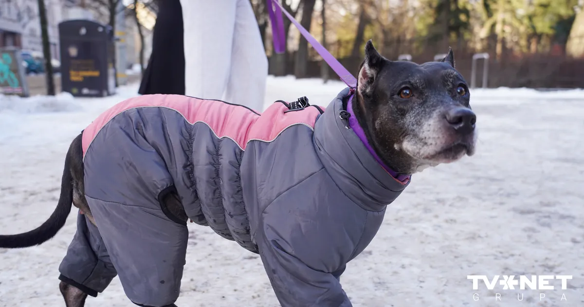 Arī nākamajā nedēļā Latvijā gaidāms stindzenis