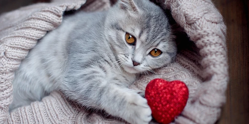 Pilnmēness diktēs savus noteikumus - horoskops visām zodiaka zīmēm no 2.02. līdz 8.02. - Jauns.lv