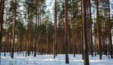 LVM vēršas tiesā par ilgtermiņa mežizstrādes līgumu atzīšanu par spēkā neesošu