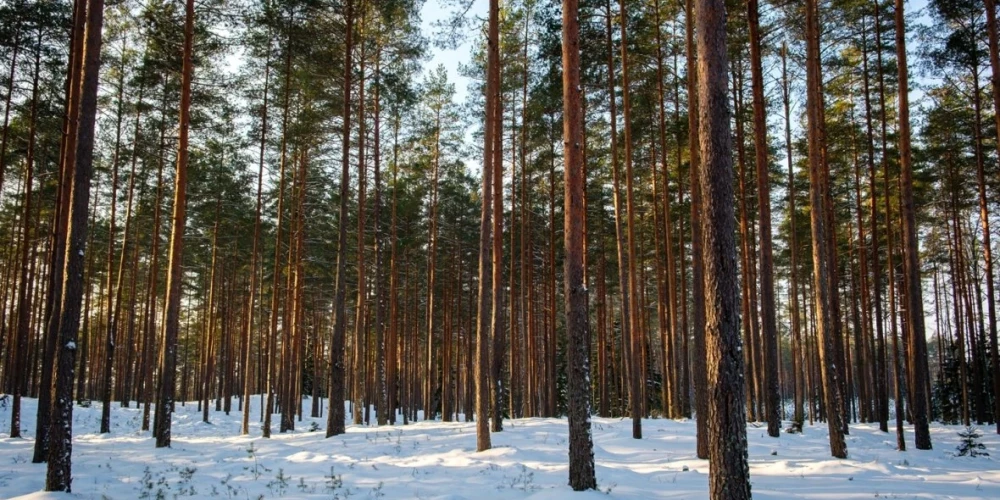 LVM vēršas tiesā par ilgtermiņa mežizstrādes līgumu atzīšanu par spēkā neesošu