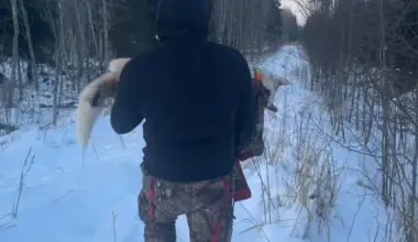 VIDEO: medības Mazsalacas pusē pārvēršas murgā - vilki dzīvu saplosa medību suni - Jauns.lv