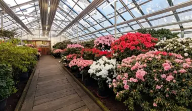 LU Botāniskajā dārzā sāk ziedēt acālijas - Jauns.lv