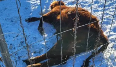 VIDEO, FOTO: lopiņi atstāti ārā bez barības un ūdens