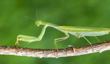 Latvijā varētu sarukt jauno kukaiņu sugu skaits