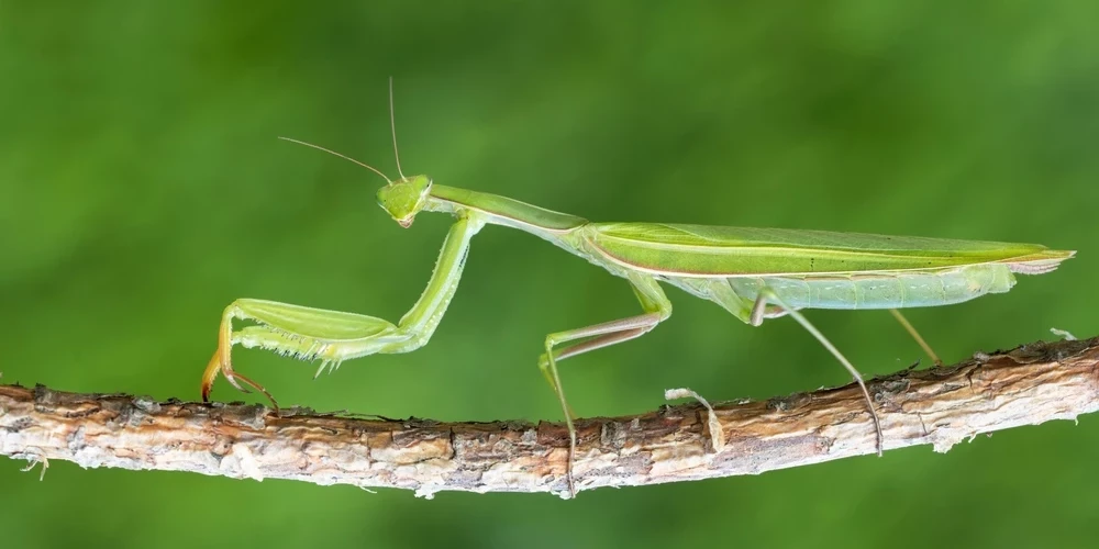 Latvijā varētu sarukt jauno kukaiņu sugu skaits