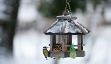 Pie barotavām un dārzos 336 vietās Latvijā saskaitīti vairāk nekā 12 500 putnu