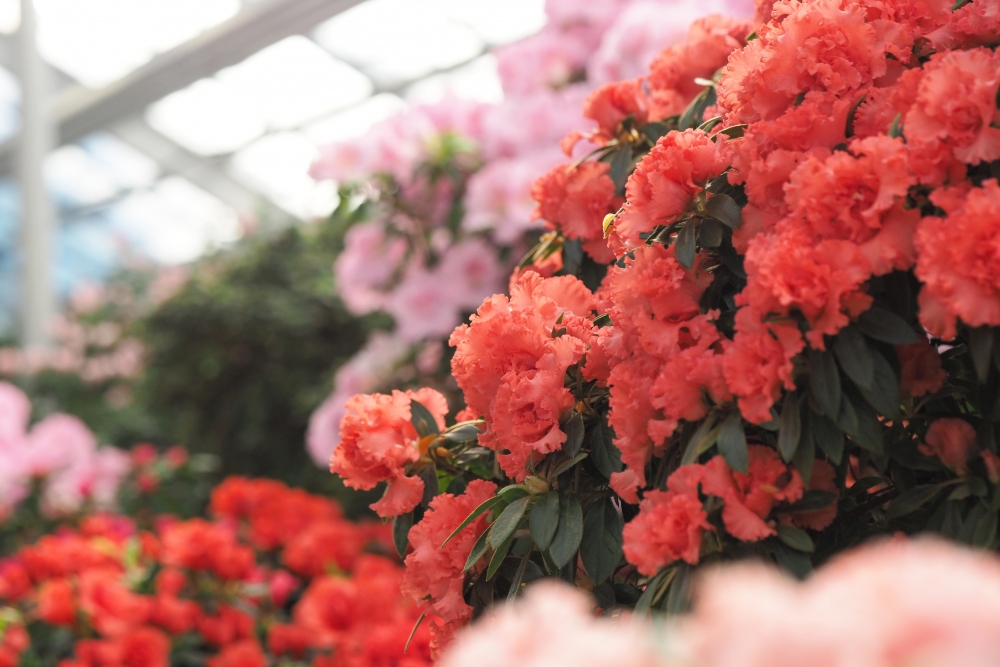 LU Botānisko dārzu sasniedzis pavasaris – sākas acāliju ziedēšana lielākajā acāliju kolekcijā Ziemeļeiropā