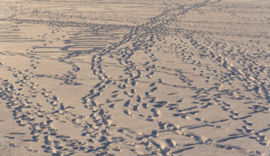 Nākamās nedēļas laika prognoze Latvijā: sals un sniegs