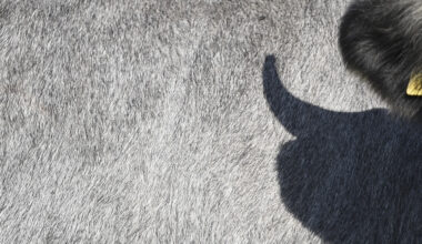 PVD konstatē skarbus dzīvnieku labturības pārkāpumus Taborē