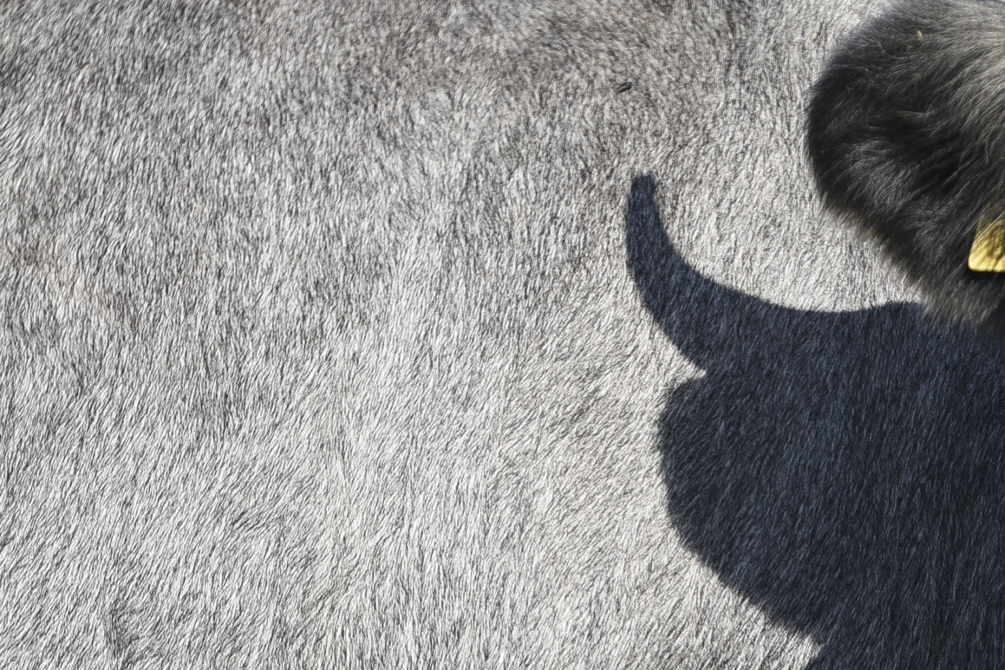 PVD konstatē skarbus dzīvnieku labturības pārkāpumus Taborē