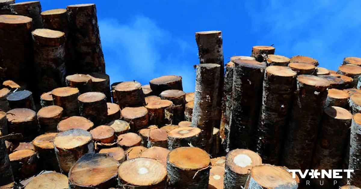 Komisija ziņojumā par valsts atbalstu kokrūpniekiem nav analizējusi situācijas cēloni, pauž Kronbergs