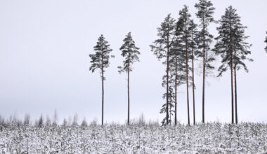 Ceturtdien daudzviet gaidāms neliels sniegs / Diena